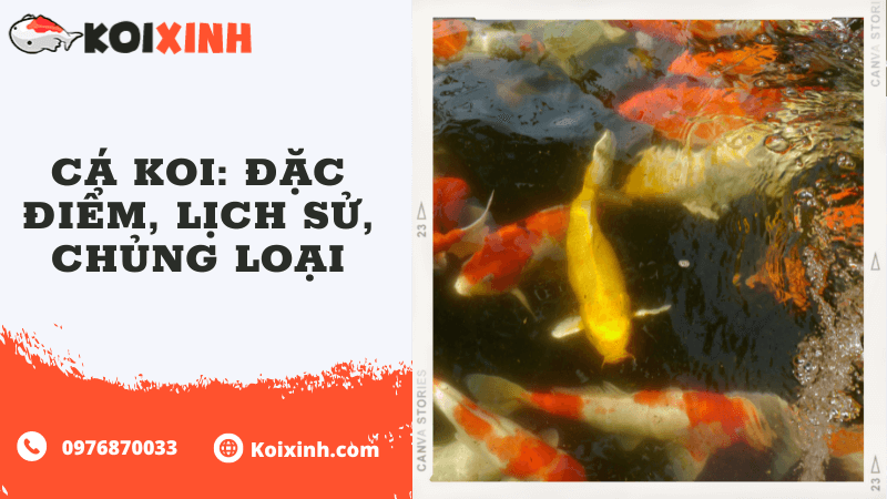 Cá Koi: Đặc điểm, Lịch Sử, Chủng Loại