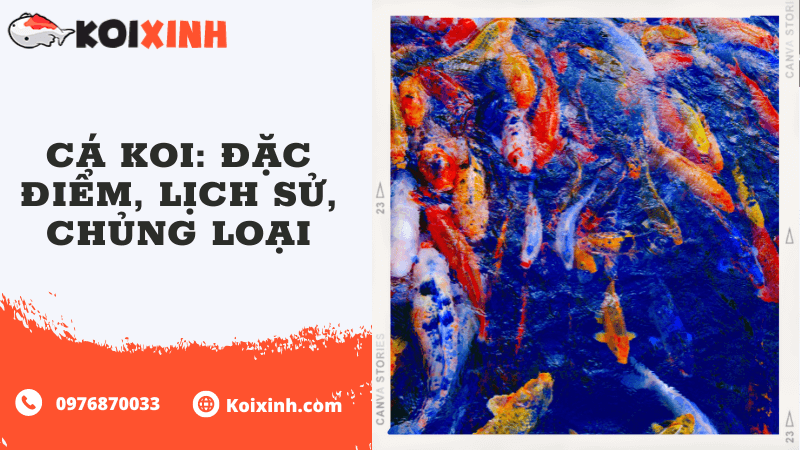 Cá Koi: Đặc điểm, Lịch Sử, Chủng Loại