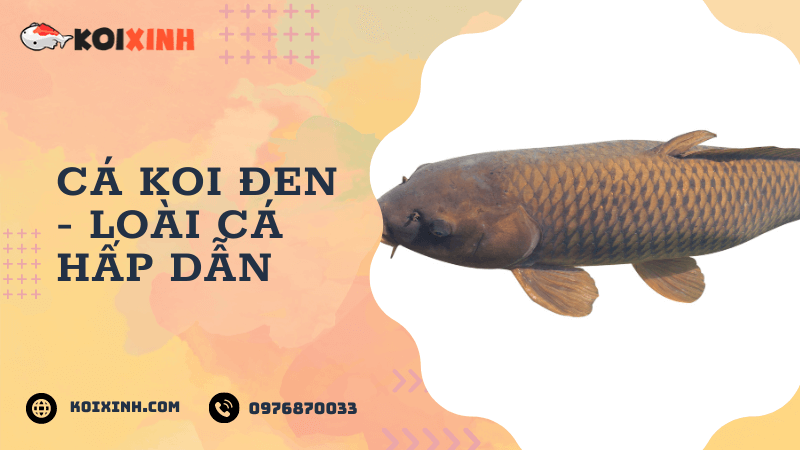 Cá Koi Đen – Loài Cá Hấp Dẫn Cá Koi Đen – Loài Cá Hấp Dẫn