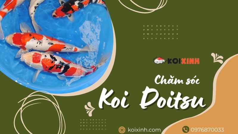 Hướng Dẫn đầy đủ Về Chăm Sóc Cá Koi Doitsu