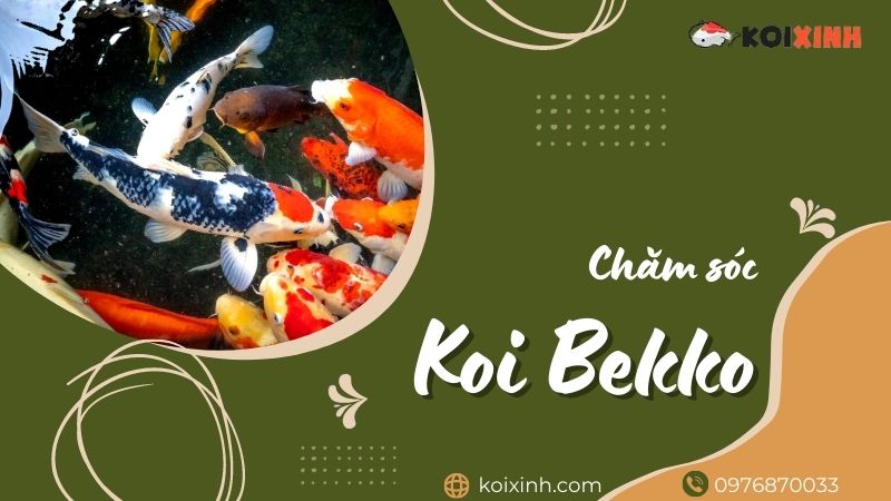 Hướng Dẫn Hoàn Chỉnh Về Chăm Sóc Cá Koi Bekko