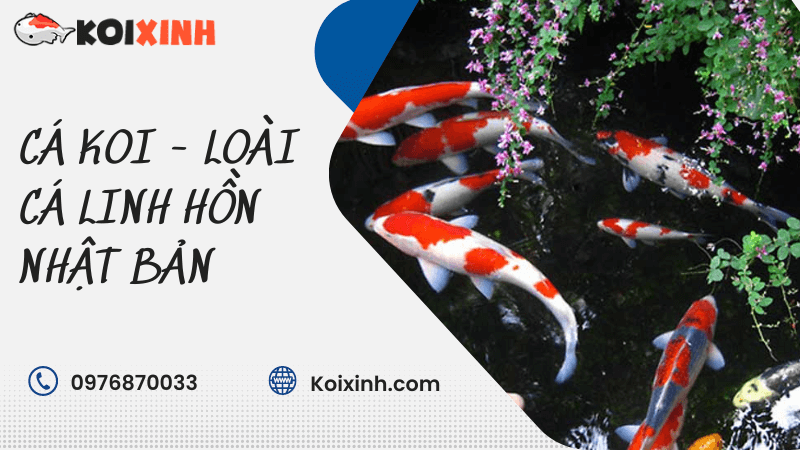 Cá Koi – Loài Cá Linh Hồn Nhật Bản
