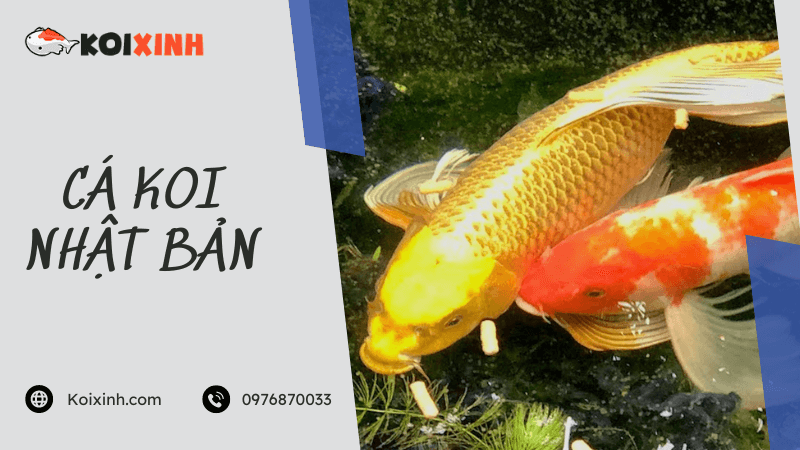 Cá Koi Nhật Bản