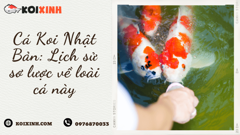 Cá Koi Nhật Bản: Lịch Sử Sơ Lược Về Loài Cá Này