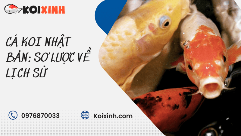 Cá Koi Nhật Bản: Sơ Lược Về Lịch Sử