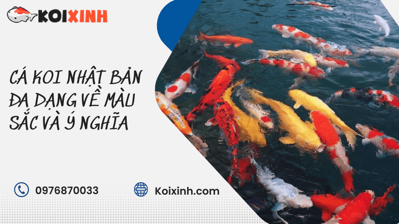 Cá Koi Nhật Bản đa Dạng Về Màu Sắc Và ý Nghĩa Cá Koi Nhật Bản đa Dạng Về Màu Sắc Và ý Nghĩa