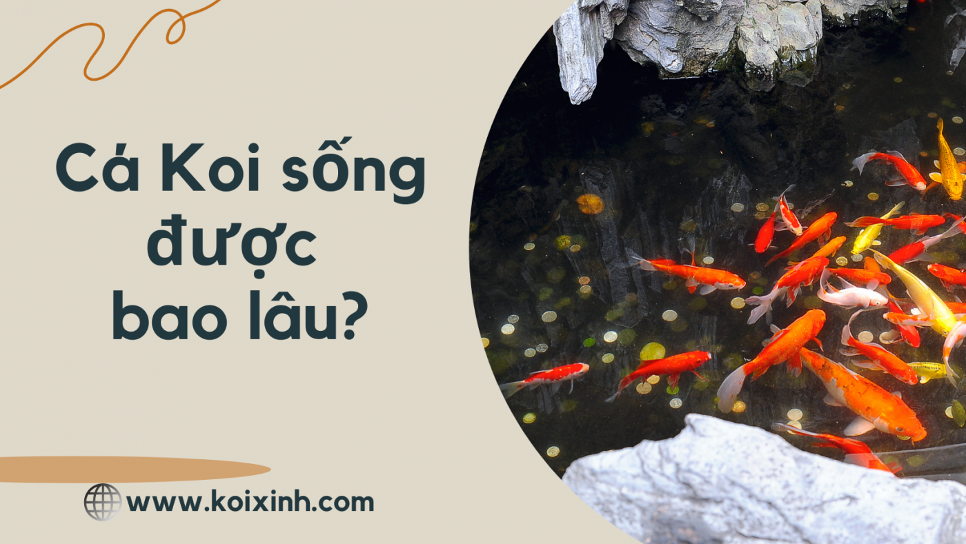 Cá Koi Sống được Bao Lâu? Cách Tăng Tuổi Thọ Của Cá Koi