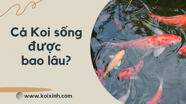 Cá Koi Sống được Bao Lâu? Cách Tăng Tuổi Thọ Của Cá Koi