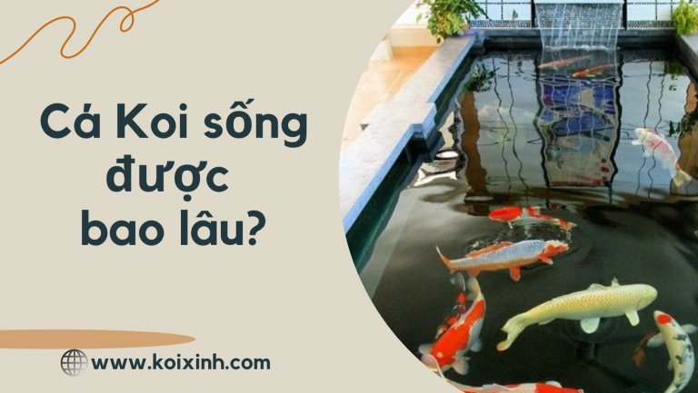 Cá Koi Sống được Bao Lâu? Cách Tăng Tuổi Thọ Của Cá Koi
