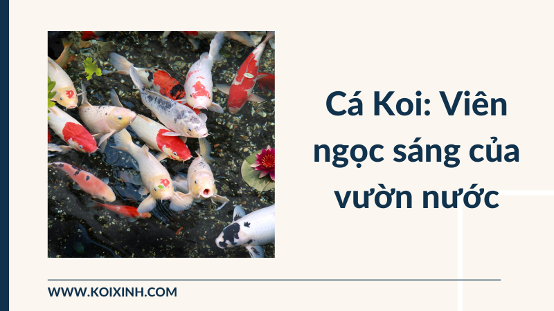 Cá Koi: Viên Ngọc Sáng Của Vườn Nước