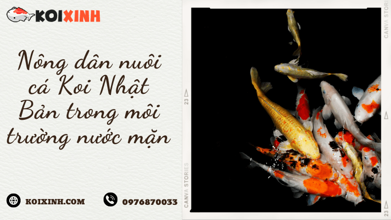 Nông Dân Nuôi Cá Koi Nhật Bản Trong Môi Trường Nước Mặn