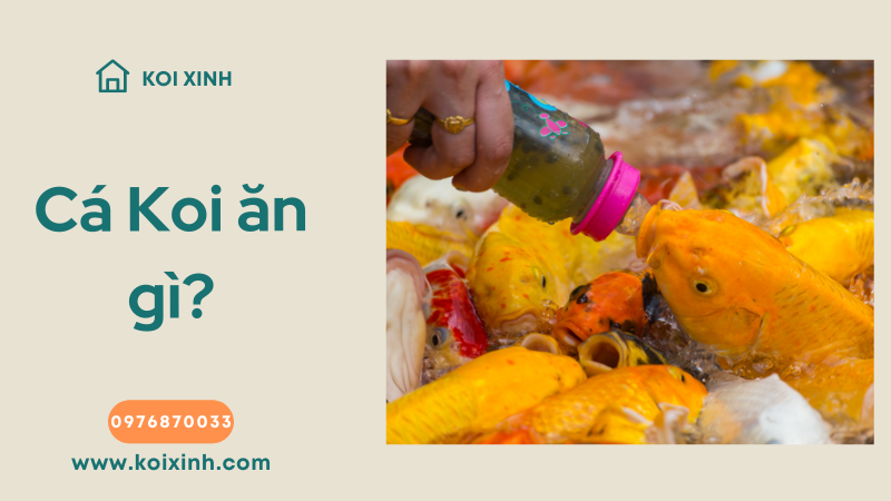 Cá Koi ăn Gì?