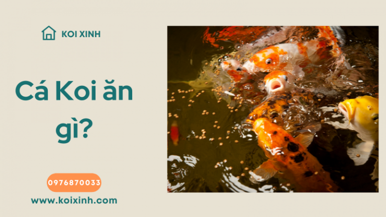 Cá Koi ăn Gì? Cá Koi ăn Gì?