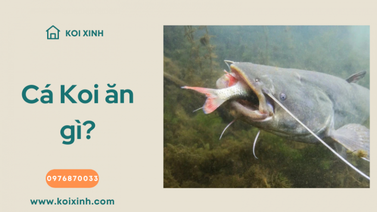 Cá Koi ăn Gì? 8 Thực Phẩm Chính Trong Chế độ ăn Uống Của Chúng Cá Koi ăn Gì? 8 Thực Phẩm Chính Trong Chế độ ăn Uống Của Chúng