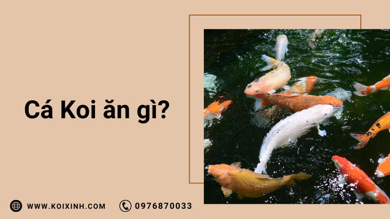 Cá Koi ăn Gì? (thức ăn Cho Cá Koi Tốt Nhất Cho Sự Tăng Trưởng Và Màu Sắc)