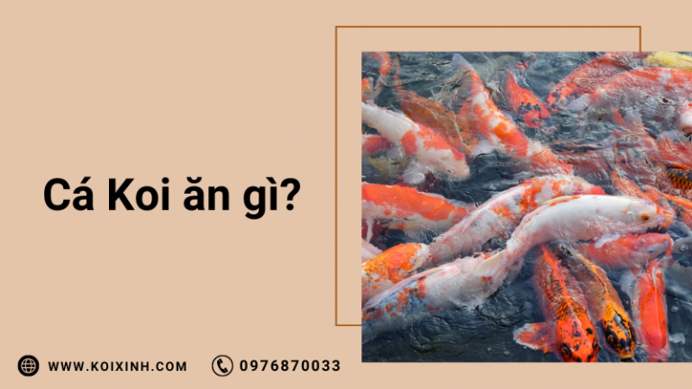 Cá Koi ăn Gì? (thức ăn Cho Cá Koi Tốt Nhất Cho Sự Tăng Trưởng Và Màu Sắc)