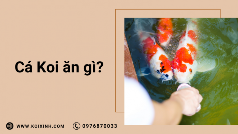 Cá Koi ăn Gì? (thức ăn Cho Cá Koi Tốt Nhất Cho Sự Tăng Trưởng Và Màu Sắc)