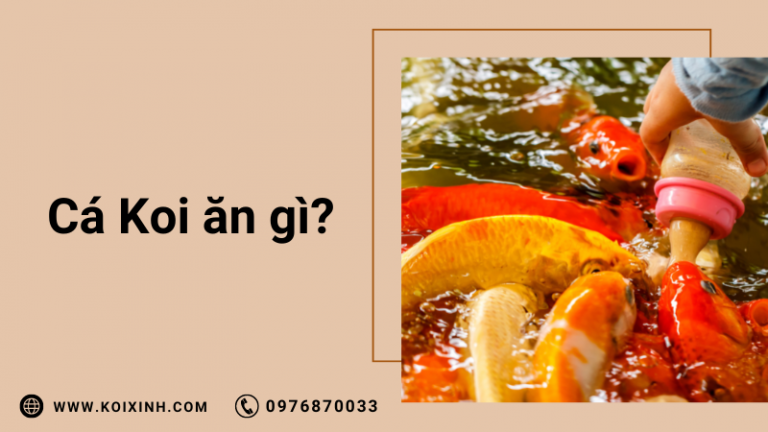 Cá Koi ăn Gì? (thức ăn Cho Cá Koi Tốt Nhất Cho Sự Tăng Trưởng Và Màu Sắc)