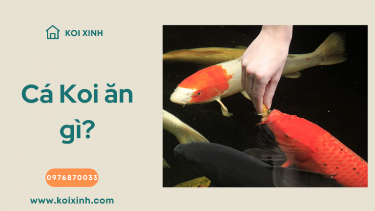 Cá Koi ăn Gì? 8 Thực Phẩm Chính Trong Chế độ ăn Uống Của Chúng Cá Koi ăn Gì? 8 Thực Phẩm Chính Trong Chế độ ăn Uống Của Chúng