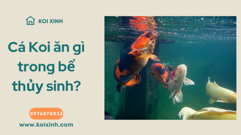 Cá Koi ăn Gì Trong Bể Thủy Sinh?