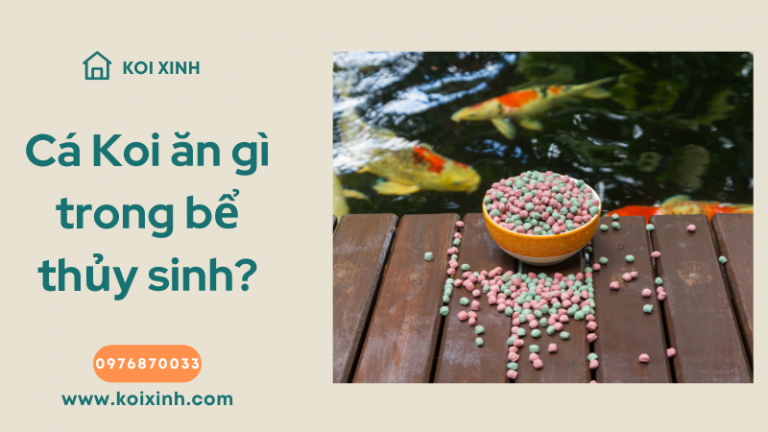 Cá Koi ăn Gì Trong Bể Thủy Sinh? Cá Koi ăn Gì Trong Bể Thủy Sinh?