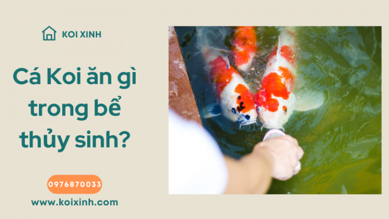 Cá Koi ăn Gì Trong Bể Thủy Sinh? Cá Koi ăn Gì Trong Bể Thủy Sinh?