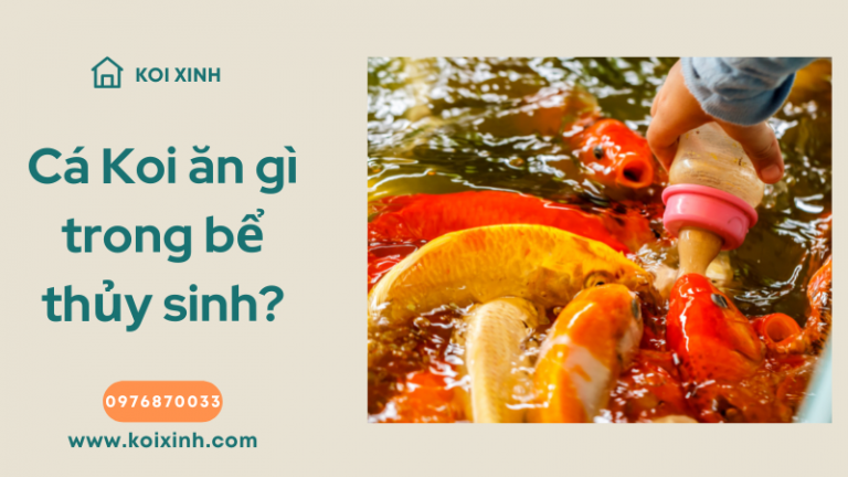 Cá Koi ăn Gì Trong Bể Thủy Sinh? Cá Koi ăn Gì Trong Bể Thủy Sinh?