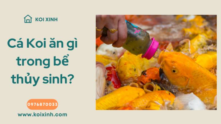 Cá Koi ăn Gì Trong Bể Thủy Sinh? Cá Koi ăn Gì Trong Bể Thủy Sinh?