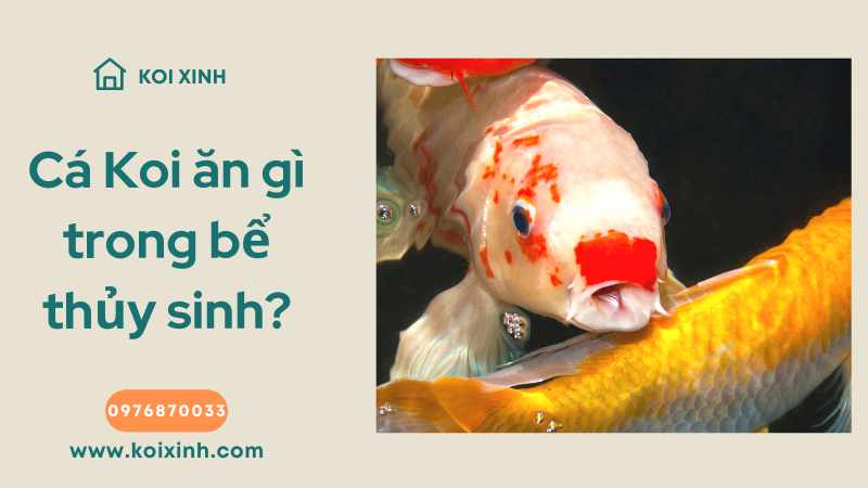 Cá Koi ăn Gì Trong Bể Thủy Sinh?