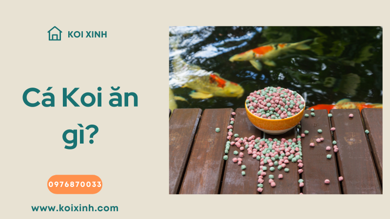 Cá Koi ăn Gì? 8 Thực Phẩm Chính Trong Chế độ ăn Uống Của Chúng