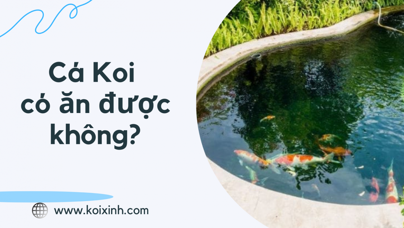 Cá Koi Có ăn được Không?