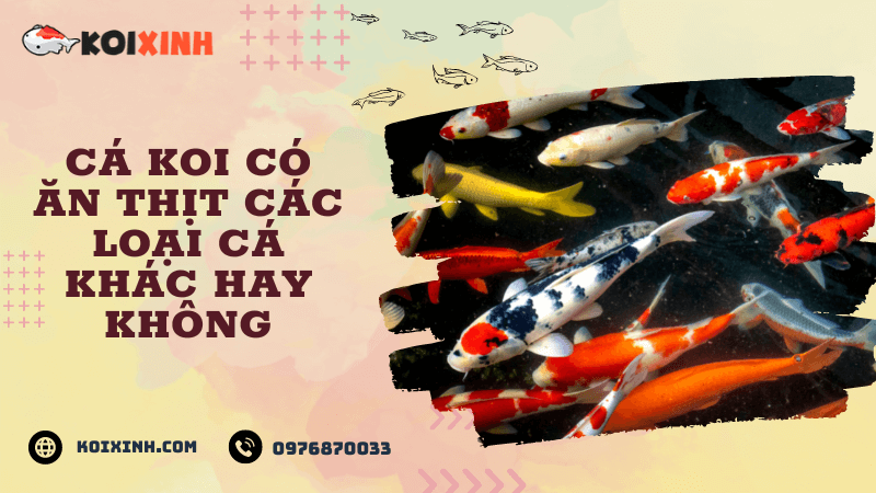 Cá Koi Có ăn Thịt Các Loại Cá Khác Hay Không Cá Koi Có ăn Thịt Các Loại Cá Khác Hay Không
