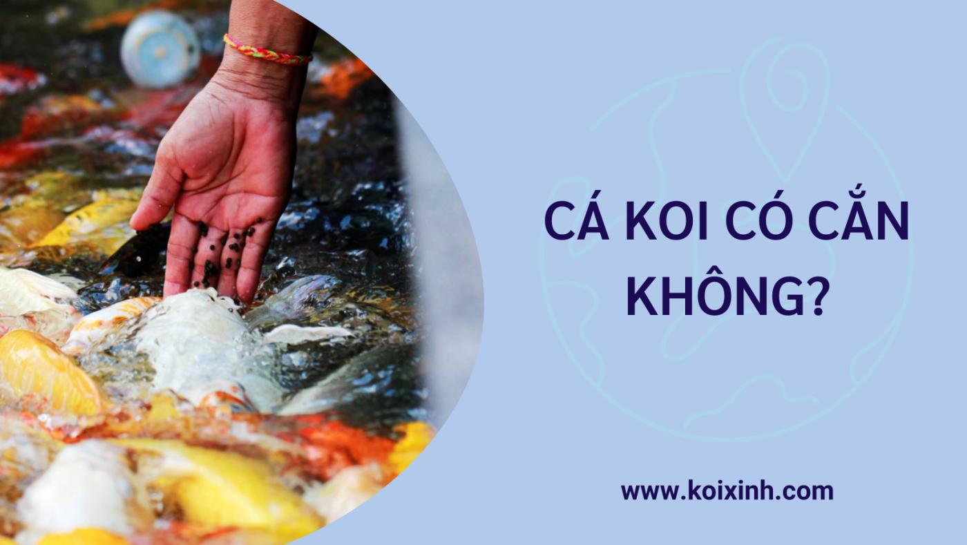 Cá Koi Có Cắn Không – Sự Tấn Công Nhẹ Nhàng