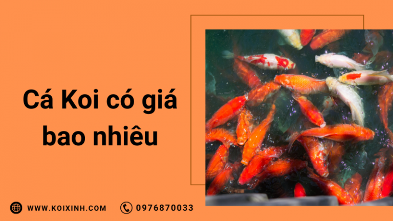 Cá Koi Có Giá Bao Nhiêu Và Tại Sao Chúng Lại Có Giá Như Vậy