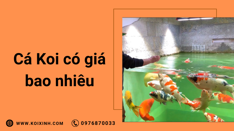 Cá Koi Có Giá Bao Nhiêu Và Tại Sao Chúng Lại Có Giá Như Vậy