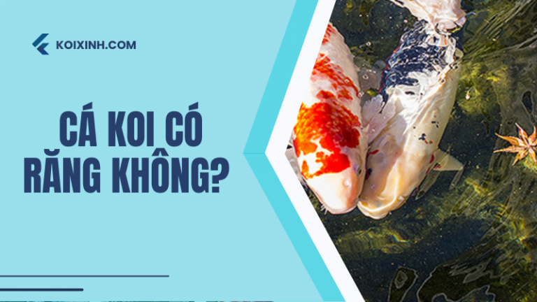 Cá Koi Có Răng Không? Đâu Là Những Gì Sẽ Xảy Ra Nếu Bị Cắn