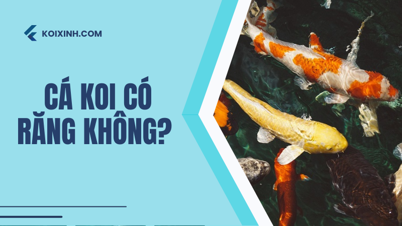 Cá Koi Có Răng Không? Đâu Là Những Gì Sẽ Xảy Ra Nếu Bị Cắn