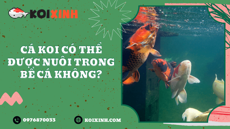 Cá Koi Có Thể được Nuôi Trong Bể Cá Không? Cá Koi Có Thể được Nuôi Trong Bể Cá Không?
