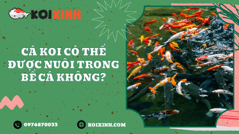 Cá Koi Có Thể được Nuôi Trong Bể Cá Không?