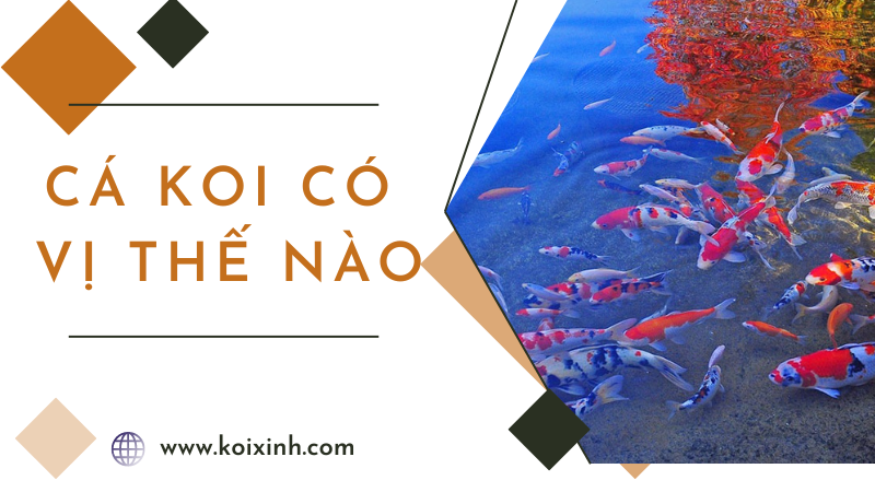 Cá Koi Có Vị Thế Nào