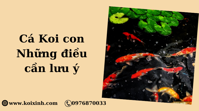 Cá Koi Con – Những điều Cần Lưu ý