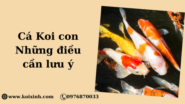 Cá Koi Con – Những điều Cần Lưu ý Cá Koi Con – Những điều Cần Lưu ý