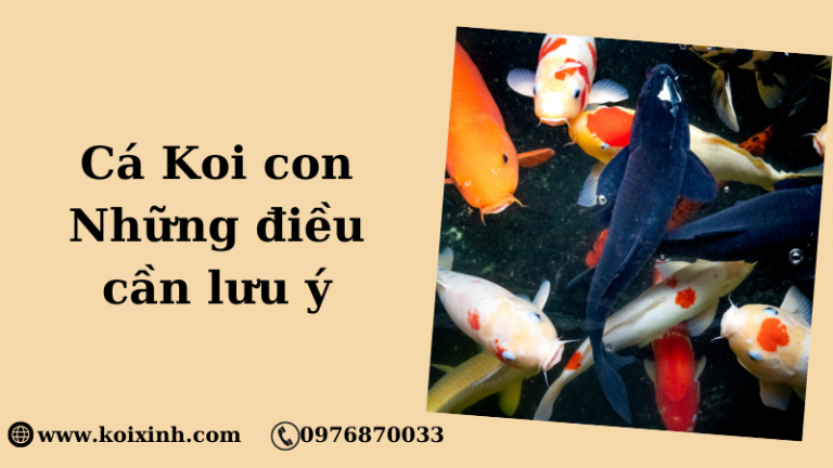 Cá Koi Con – Những điều Cần Lưu ý Cá Koi Con – Những điều Cần Lưu ý