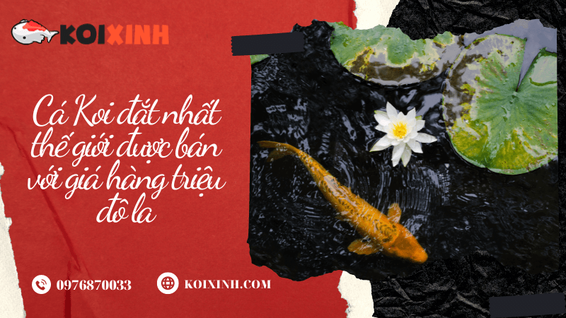 Cá Koi đắt Nhất Thế Giới được Bán Với Giá Hàng Triệu đô La