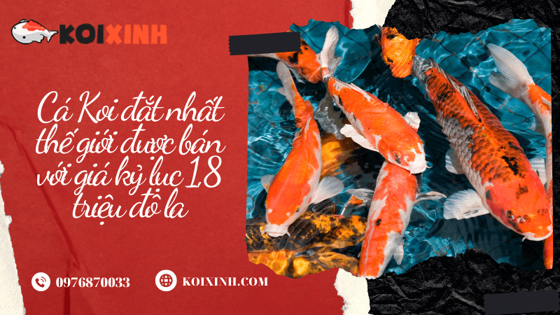 Cá Koi đắt Nhất Thế Giới được Bán Với Giá Kỷ Lục 1,8 Triệu đô La