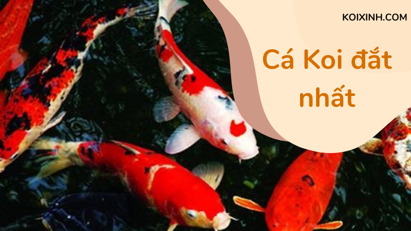 Cá Koi đắt Nhất
