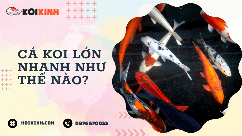 Cá Koi Lớn Nhanh Như Thế Nào?