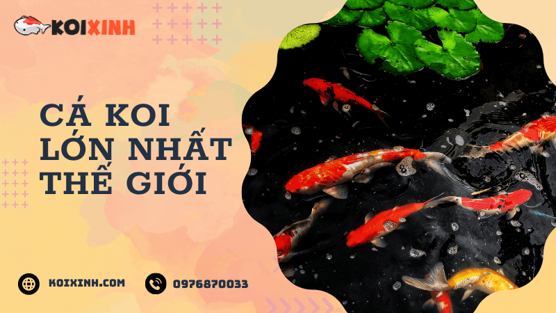 Cá Koi Lớn Nhất Thế Giới