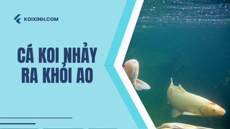 Cá Koi Sẽ Nhảy Ra Khỏi Ao Của Bạn? Và Bạn Có Thể Ngăn Chặn Nó?