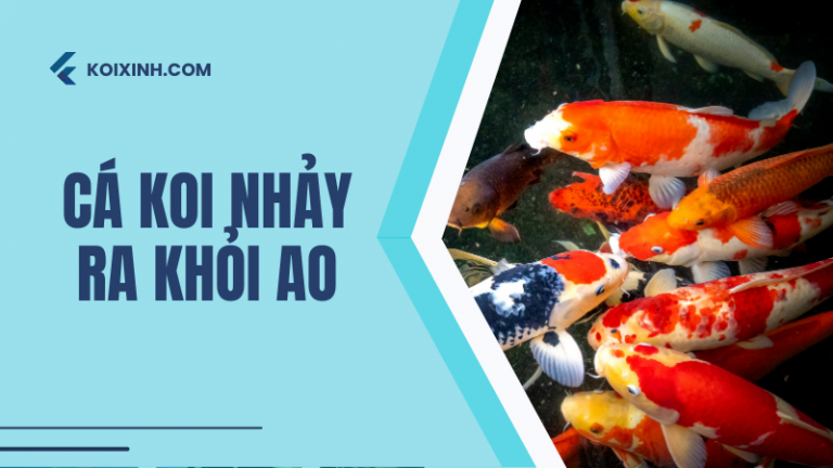 Cá Koi Sẽ Nhảy Ra Khỏi Ao Của Bạn? Và Bạn Có Thể Ngăn Chặn Nó?